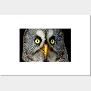 Great Grey Owl eye's Posters and Art